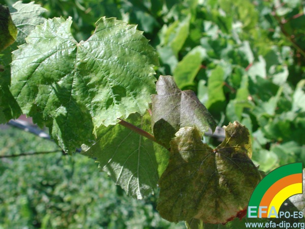 Calepitrimerus vitis - Síntomas de acariosis en vegetación joven.jpg